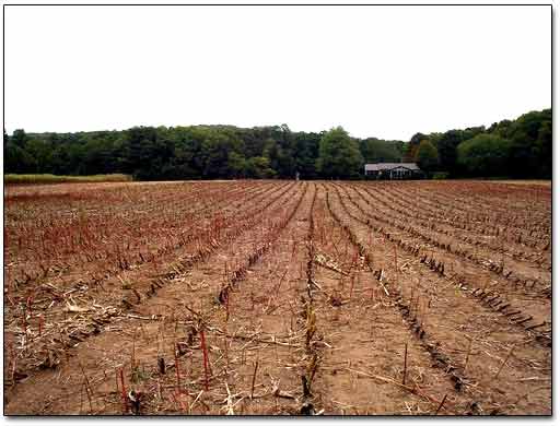 Cornfields