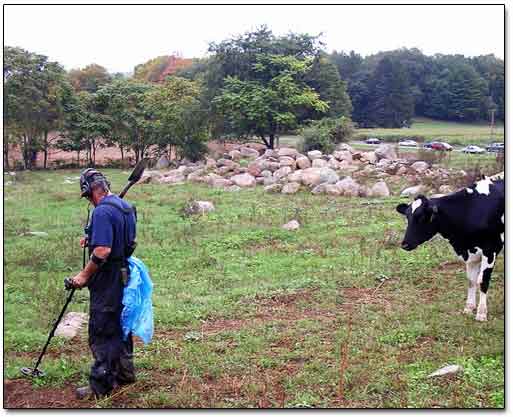 Cow At Pasture