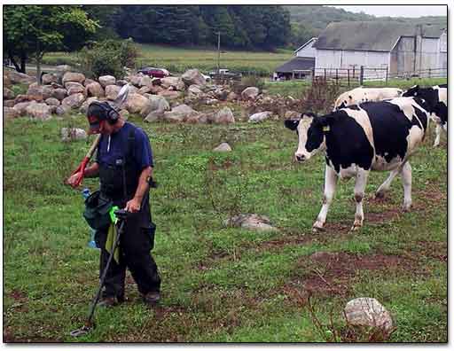 Cow Was Following A Detectorist