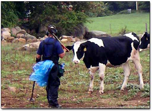 Curiosity Took Over The Cow