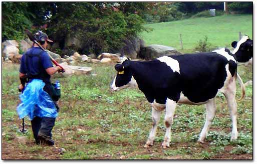 Cow And Metal Detecting