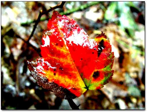 First Colors Of Fall