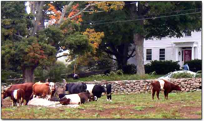 Cows At The Farm