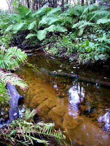 007- A Brook in Estonian Forest