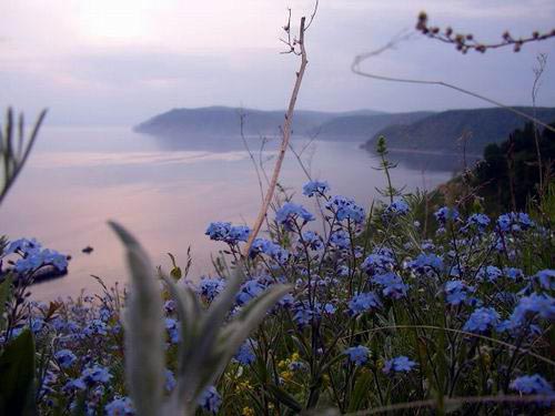 023- Forget-Me-Not's, Lake Baikal, Siberia