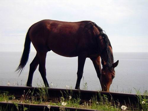 <FONT size="4"  face="Arial" >Horse on the Lake Baikal Shore</FONT> Horse