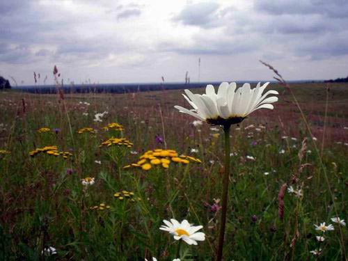 <FONT size="4"  face="Arial" >Wild Camomiles, St. Petersburg Region,  Cold Summer Day in Russia