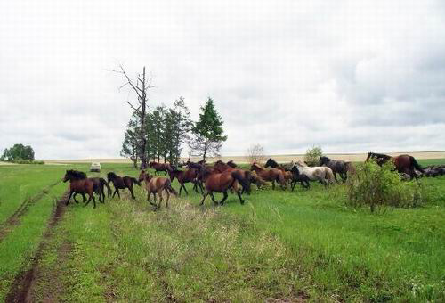 038- Herd of Horses in Siberia