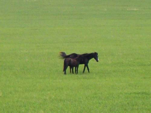 039- Horse with Foal on Pasture in Siberia