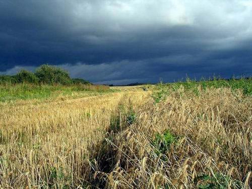 044- Barley Field