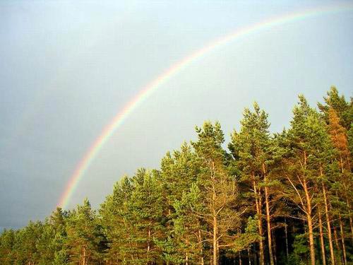 048- Rainbow over Pine Forest, Estonia