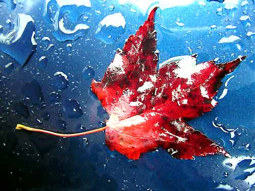110-First_colors_of_fall_06
