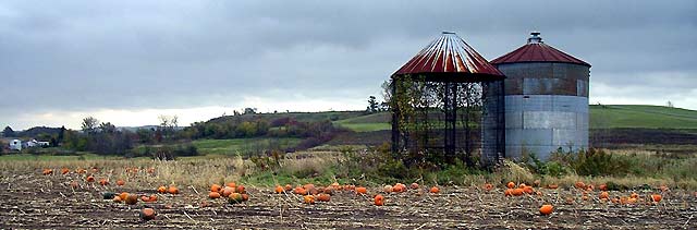 116-Pumpkin_Field