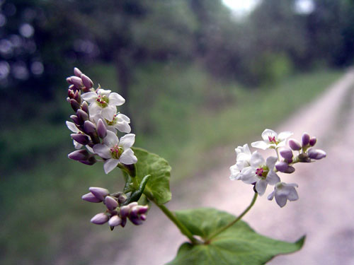 Buckwheat Flowers