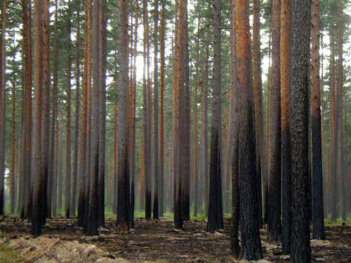 Burnt Forest
