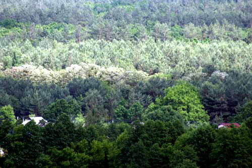 Ocean of Green