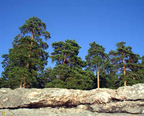 Pine Trees