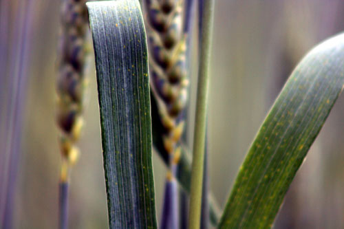 Shades of Purple