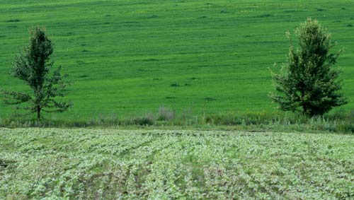 Tones of Green