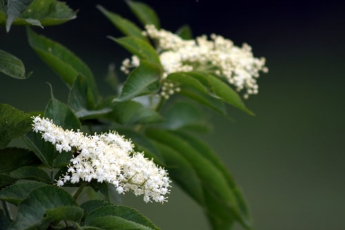 White Flowers