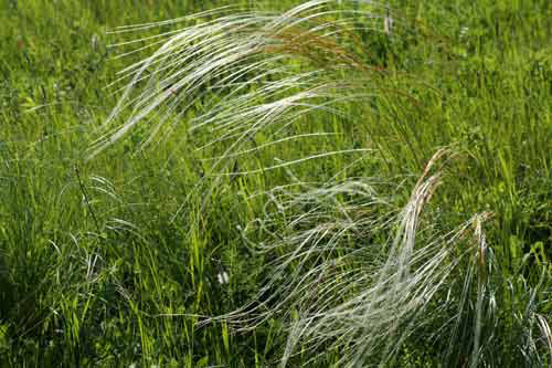 Wild Grass