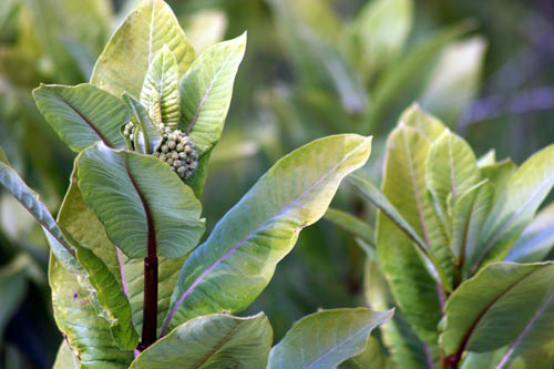 Wild Vegetation