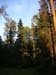 004- Karelian Forest