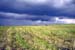 034- Barley Field in St. Petersburg Region, Russia