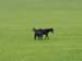 039- Horse with Foal on Pasture in Siberia