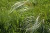 Wild Grass