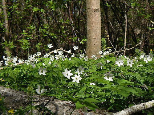 072- First Spring Flowers