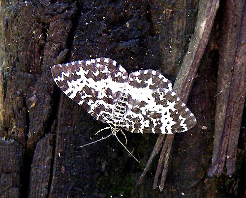 043- Butterfly on a Railroad Tie