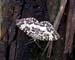 043- Butterfly on a Railroad Tie