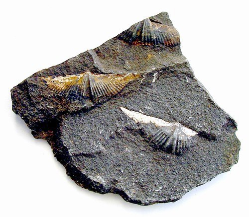 Fossils-1