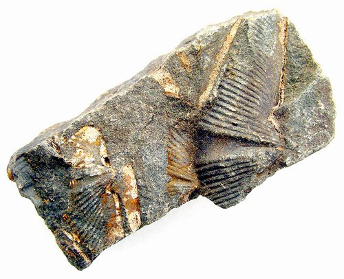 Fossils-3