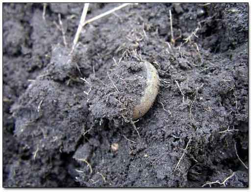 Old Wedding Band Found with A Metal Detector