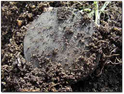 Large Cooper Coin Found with Metal Detector