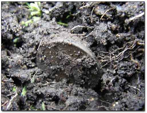 Coin Found with a Metal Detector