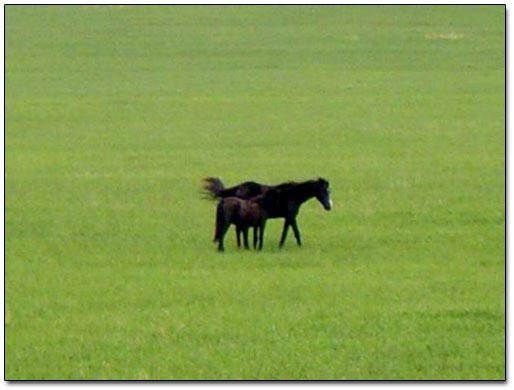 Horses on Pasture