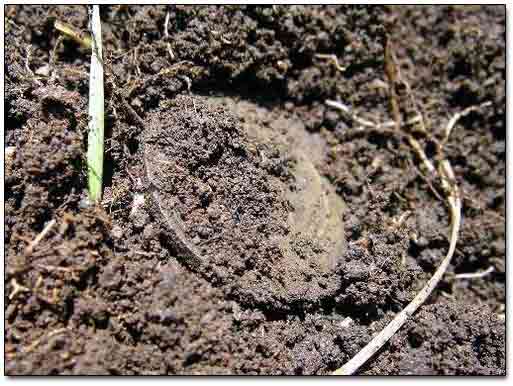 A 19th Century Coin Found with a Metal Detector