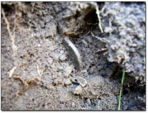 A Coin Discovered In the Dug Hole