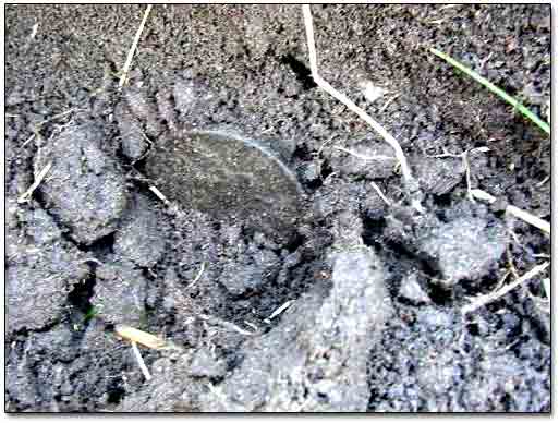 Coin Found On the Hole Bottom