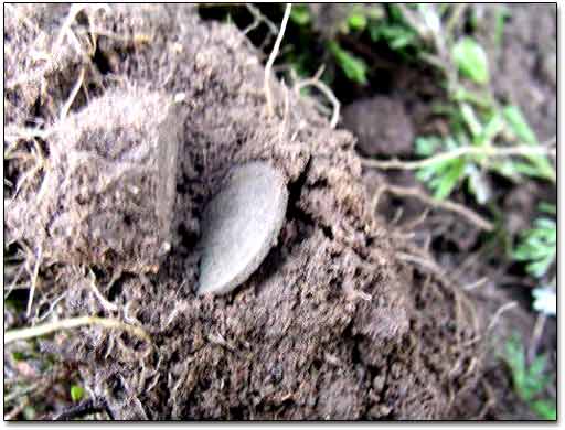 Dug Coin In Dirt