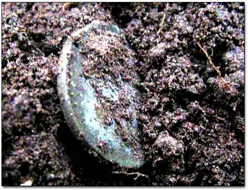Coin Found Inside the Dirt Plug