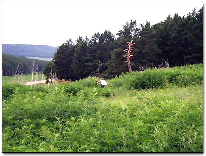 Detecting in Between Stinging-nettle Shrubs