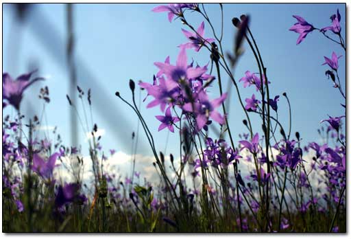 Wild Flowers