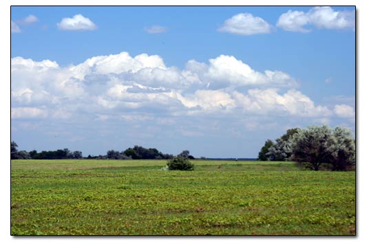 Buckwheat Field