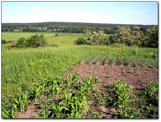 Vegetable Patch