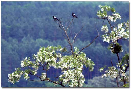 Crows on the Tree