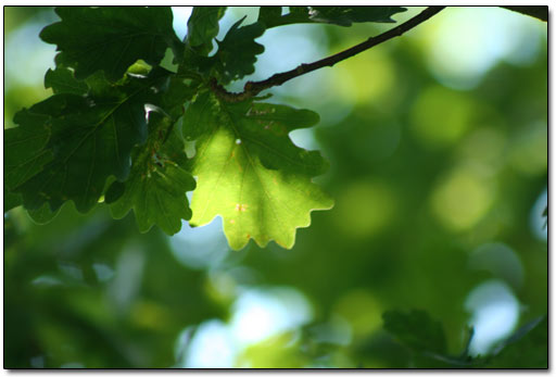 Oak Tree Leaf